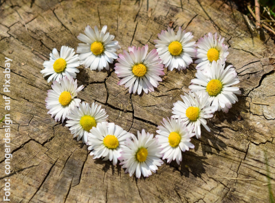 Herz aus Gänseblumen